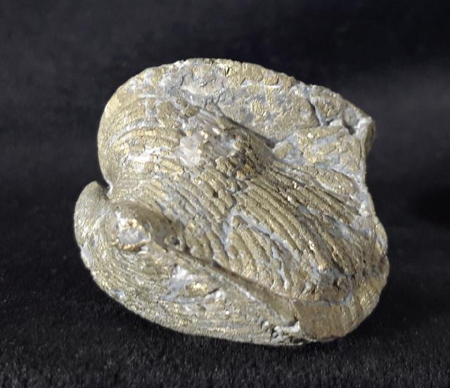 Paraspirifer bownockeri (STEWART 1927) - Bild &copy; FossNet FossilienStore